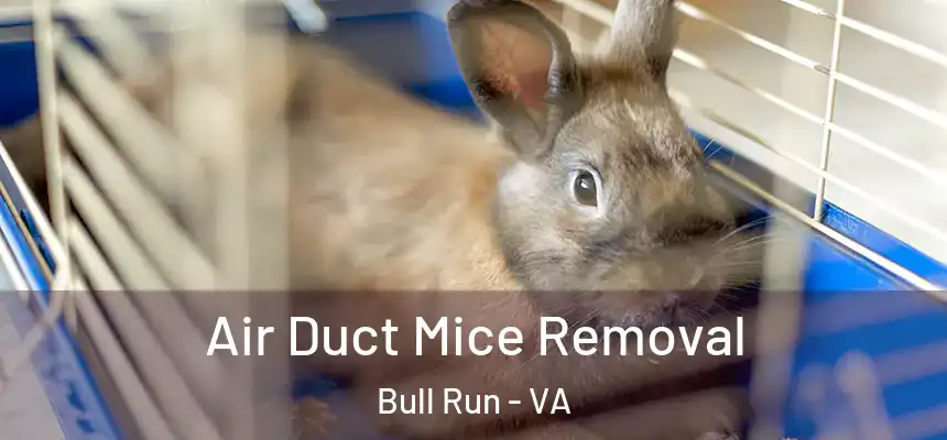 Air Duct Mice Removal Bull Run - VA